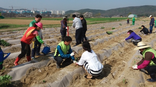 효의 고장 수원, 명아주로 효사랑 지팡이 만들기