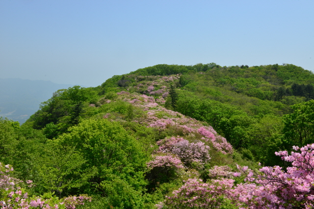 서리산 철쭉 축령산 서리산 철쭉 개화시기