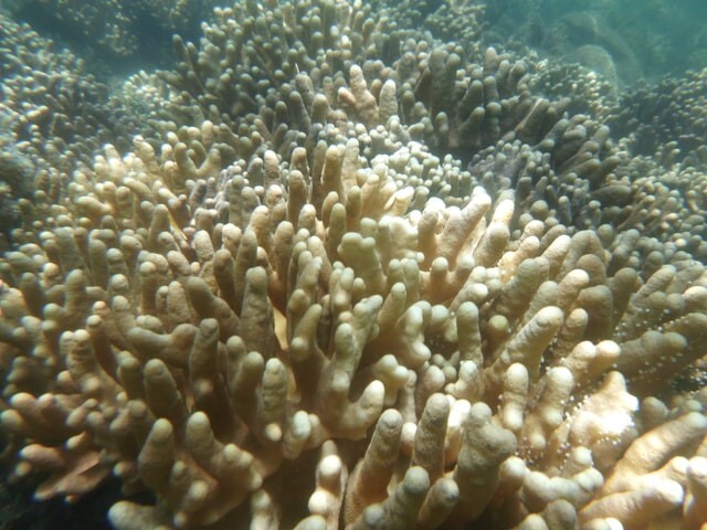 해양열파로 백화현상이 진행된 산호초 모습. 네이처 제공