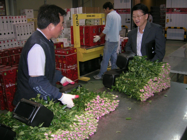 한 과천 화훼 판매상이 농가에서 생산한 상품을 포장하고 있다.