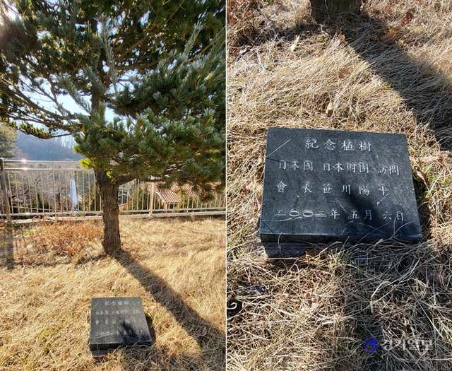 ▲ 본관 앞마당에는 협회 준공식날 참석한 박근혜 전 대통령이 기념식수를 한 소나무와 일본재단 회장 사사카와 요헤이가 방문한 사실을 알리는 표지석이 함께 보존되고 있다.