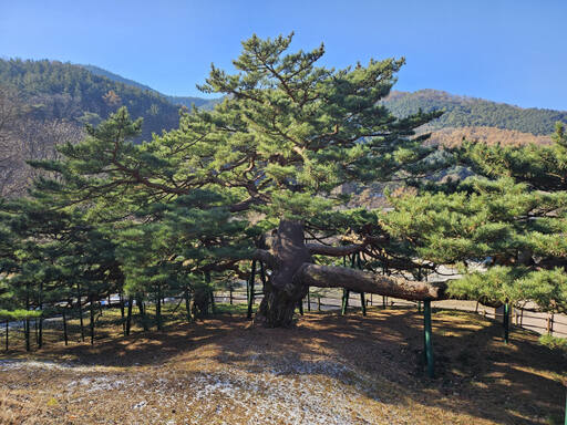 포천 직두리 부부송. 경기관광공사 제공