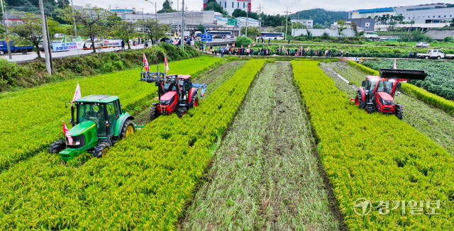 12일 오전 안성시 미양면 한 논에서 전국농민총연맹 경기도연맹 관계자와 지역농민들이 쌀값 보장 등을 요구하며 논을 갈아엎고 있다. 윤원규기자