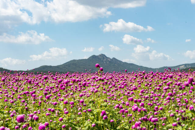 양주 나리농원. 경기관광공사 제공