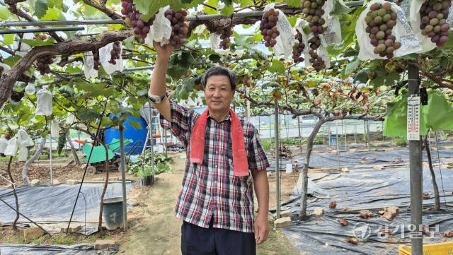 포도 재배의 선구자로 불리는 홍응유 한국새농민중앙회 고문(71)이 직접 운영하는 상안 포도 주말농장에서 포즈를 취하고 있다. 금유진기자